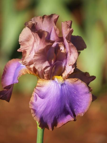 Iris Plants: GYPSEY PRINCE **LIMITED!** - 2 ONLY!!