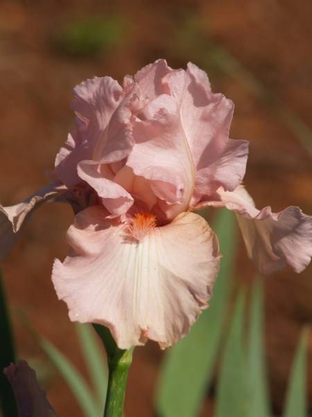 Iris Plants: 'KENTUCKY WOMAN' - soft  pink, contrasting orange beard **NEW on bob**