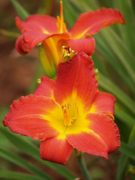 Daylily Plants: 'MOLTEN LAVA' - Eyecatching, glowing red flowers with a heart of fire!!