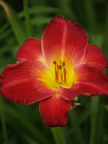 Daylily Plants: 'MPL 43' - Intense, glowing red flowers - good substance!