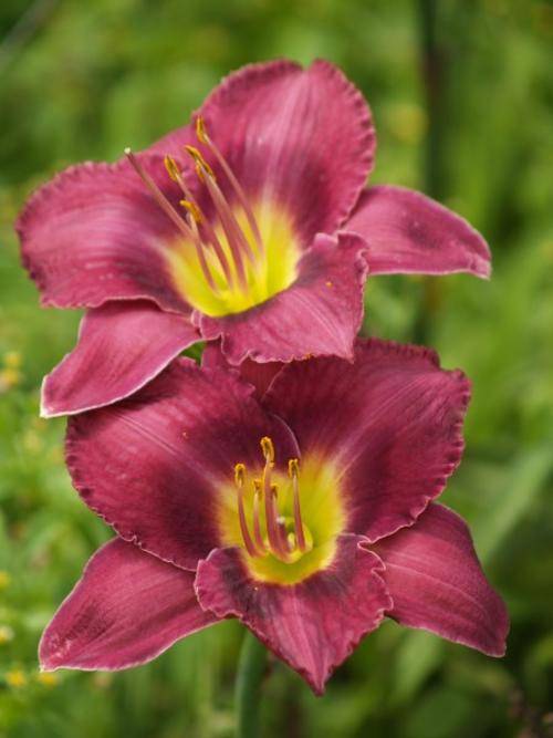 Daylily Plants: 'CHICAGO ROYAL ROBE' - Beautiful purple flowers with dark eyezone