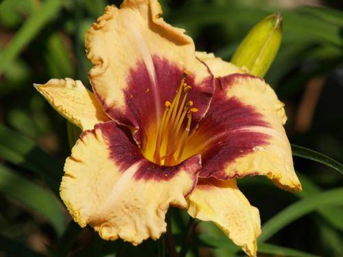 Daylily Plants:  'MPL 105' - Soft creamy yellow flowers with prominent burgundy edge & eyezone