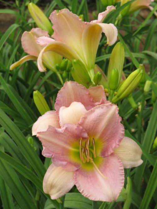 Daylily Plants: SILVER ICE - HUGE, pastel pink flowers to charm you!! **LIMITED stock available!**