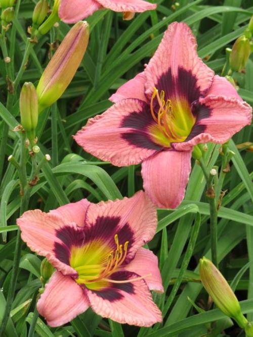 Daylily Plants: Variety: 'MPL 47' - **BIG & BOLD!** - Soft pink, deep maroon eyezone **PROLIFIC!**