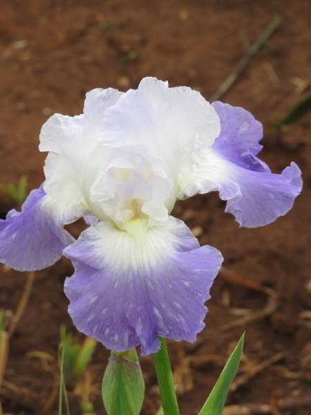 Iris Plants: Variety: 'CLARENCE' Stunning light blue bi-tone - **REBLOOMING!**