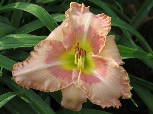 Daylily Plants: 'MPL 82'  -  Sorbet pink, ruffled golden filigree edge - GOOD SUBSTANCE!!