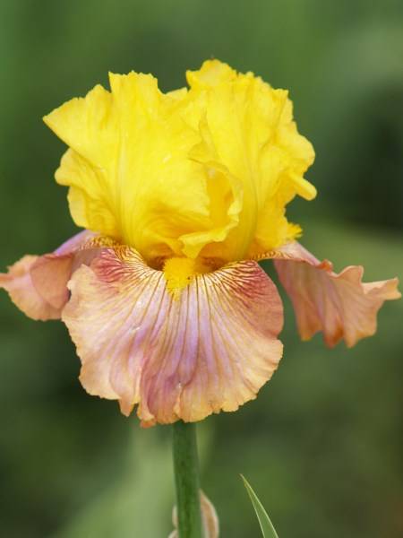 Iris Plants: CREME BRULEE (Golden yellow standards on copper coloured falls)