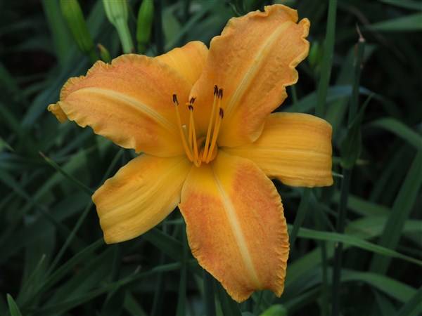 Daylily Plants:  'SOLID GOLD' - Tall, copper gold daylilies - PROLIFIC, REBLOOMING!