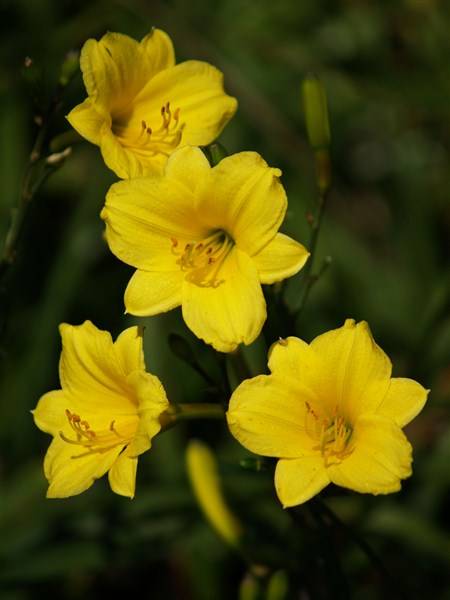 Daylily Plants: **Miniature variety!**  'Bitsy' - Petite lemon yellow daylilies