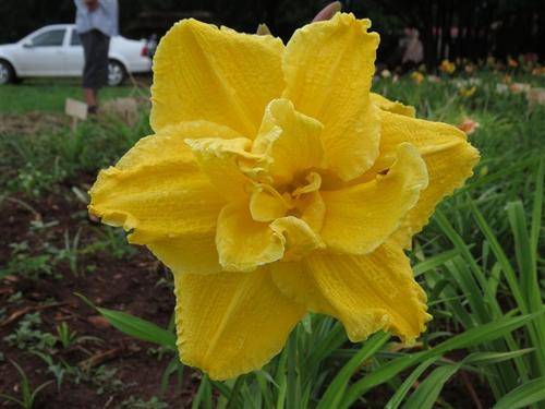 Daylily Plants: SUPER DOUBLE DELIGHT - **BIG & TALL!** Double layered flowers