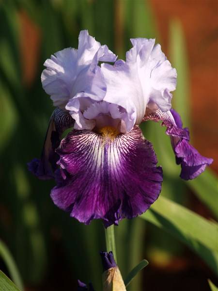 Iris Plants: 'TOTAL OBSESSION' - ***BREATHTAKING colour for your SPRING GARDEN!!***
