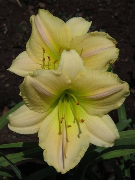 Daylily Plants:  Variety:  'DELIGHTFUL LADY' Rich cream with limegreen throat. **GOOD SUBSTANCE!**