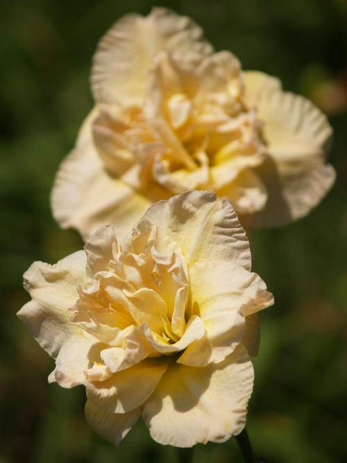 Daylily Plants: 'JEAN SWANN' - FOR THE SERIOUS COLLECTOR! Rich Cream, double layered. **LIMITED**