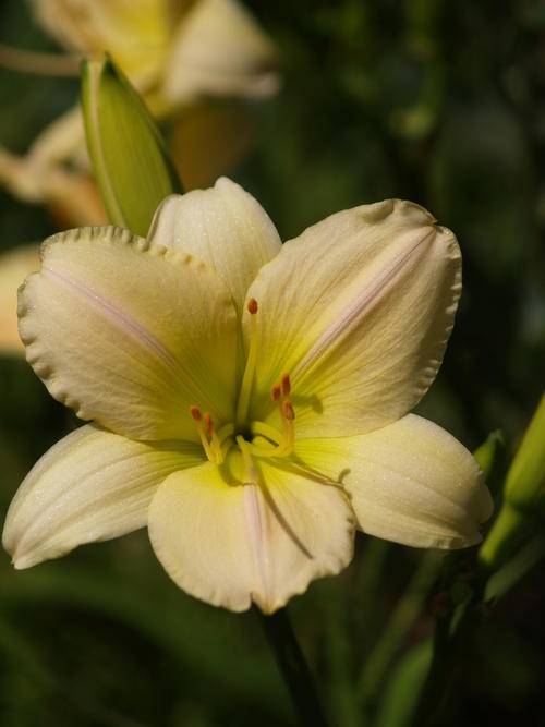 Daylily Plants: 'Delightful Lady' - delightful as it's name! soft creamy  blooms with lime throat