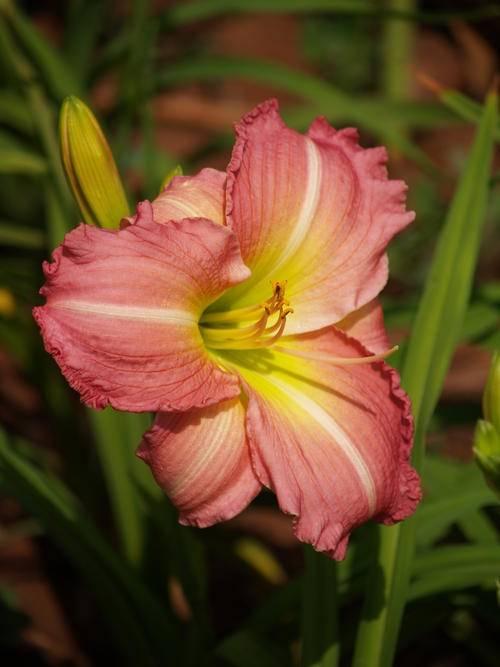 Daylily Plants: BECKY LYNN - BIG! Crisp pink petals. BEAUT!