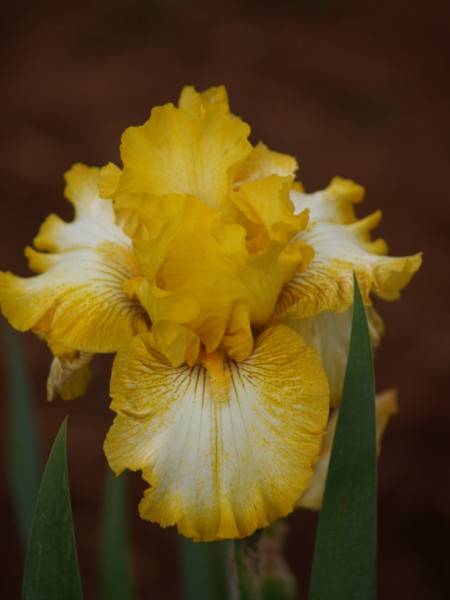 Iris Plants: 'MAY MELODY' - ruffled golden yellow & white blooms (limited stock!)
