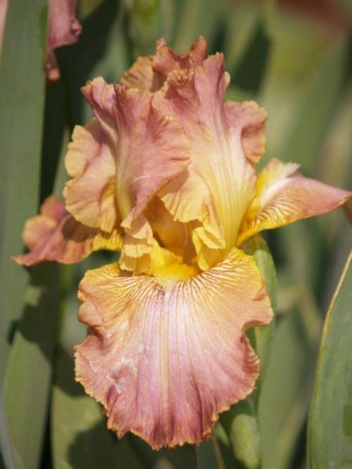 Iris Plants: 'DRURY LANE' -soft shades of pink and yellow