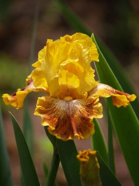 Iris Plants: 'WILD JASMINE' - golden yellow standards, copper falls
