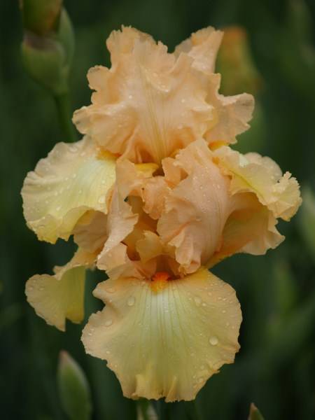 Iris Plants: WORDS & MUSIC - diamond dusted, rich cream - ruffled with striking orange beard