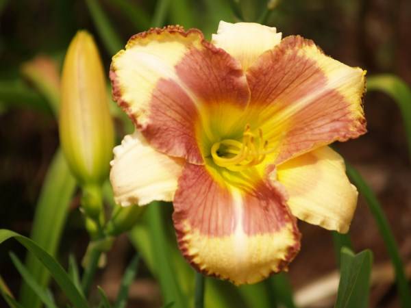 Daylily Plants: 'FLEETING FANCY' -Eyecatching fleshcoloured **SHOWSTOPPER!!**