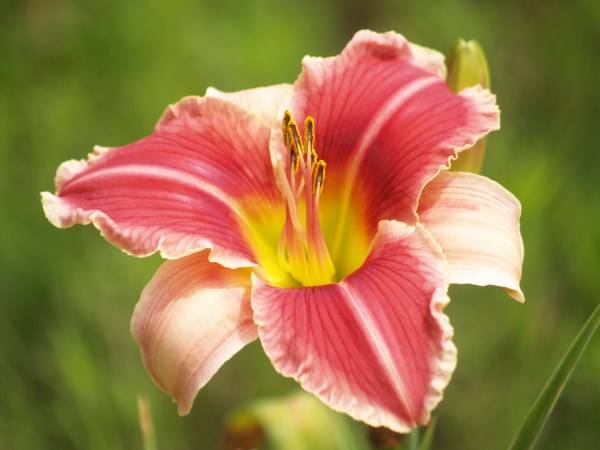 Daylily Plants: 'WHAT-A-BEAUT!' -Lovely deep pink, framed in white ruffles. VERY LIMITED!