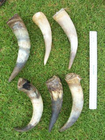 Short cow Horns(Ideal for making knives)
