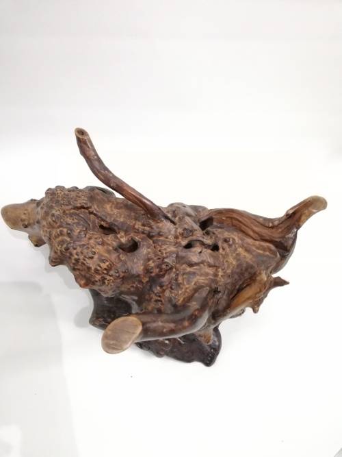 Stunning large  English Burr wood display piece!!!!!