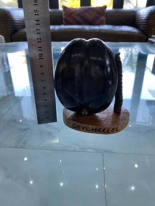 Coco de mer 12CM desktop piece !!!