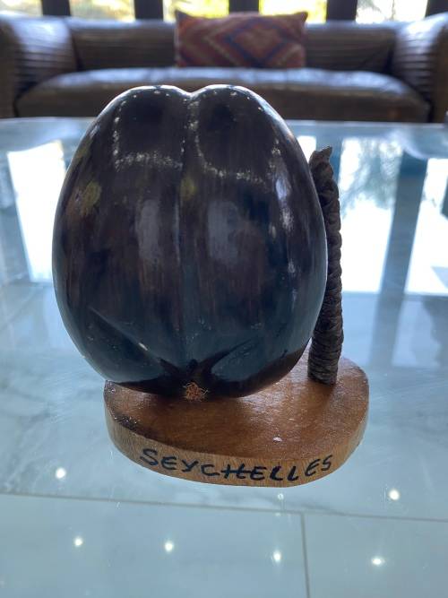Coco de mer 12CM desktop piece !!!