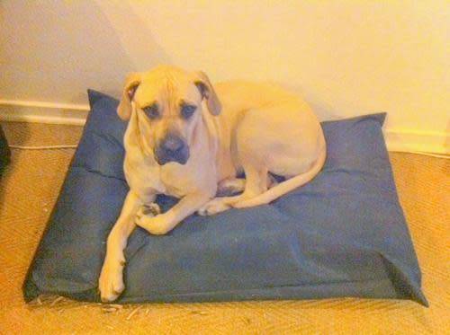2 x Dog Beds : 1 x Size L + 1 x Size SM + Spare Covers - Non Woven Covers - 1 Lot - Locally Made