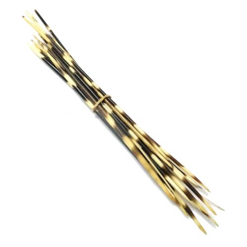 Porcupine quills 20pcs-22-30cm unsorted -natura unwashed