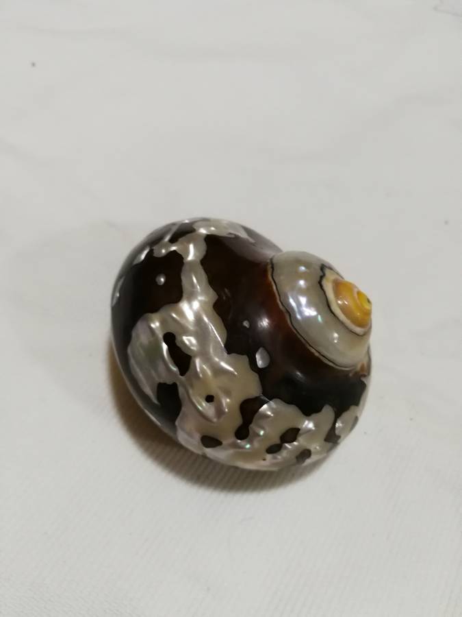 Natural African Turban Sea Shell Coral Conch Snail Home Fish Tank