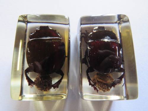 Two Dung Beetles set in Resin