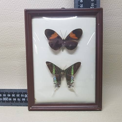 Original Vintage Framed Domed Glass Mounted Butterfly Specimens!!!