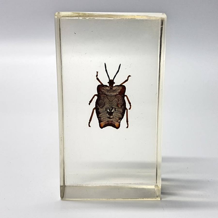 Original Litchi Stink Bug (Thailand) In Lucite Paperweight!!!