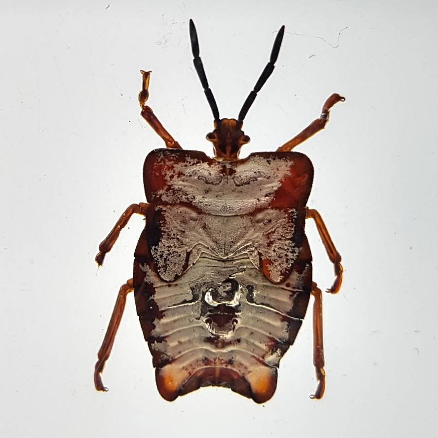 Original Litchi Stink Bug (Thailand) In Lucite Paperweight!!!