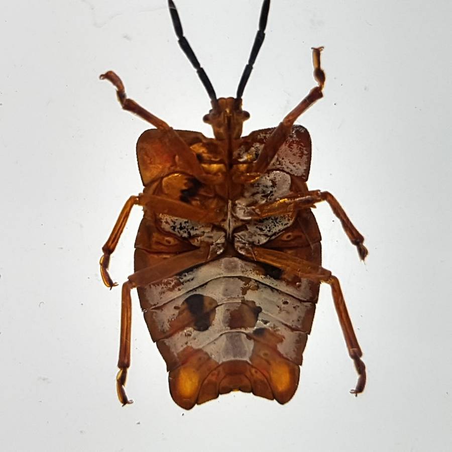 Original Litchi Stink Bug (Thailand) In Lucite Paperweight!!!