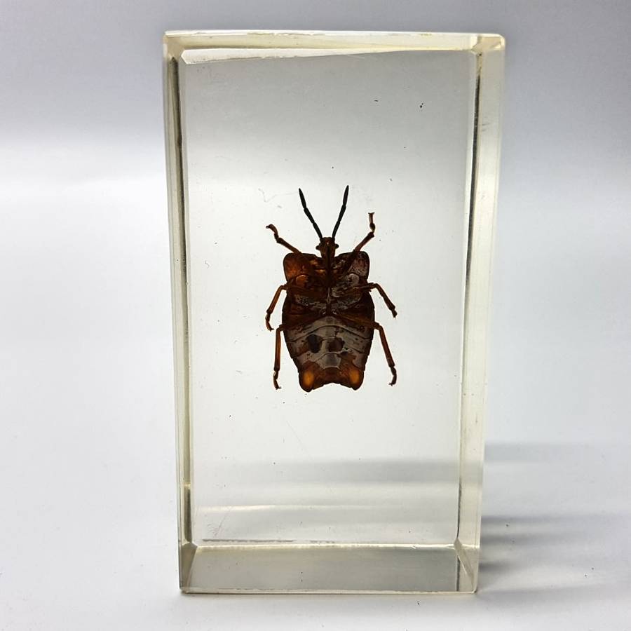 Original Litchi Stink Bug (Thailand) In Lucite Paperweight!!!