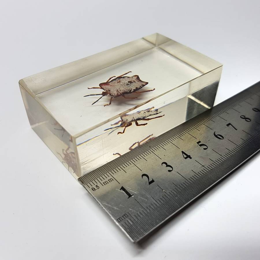 Original Litchi Stink Bug (Thailand) In Lucite Paperweight!!!