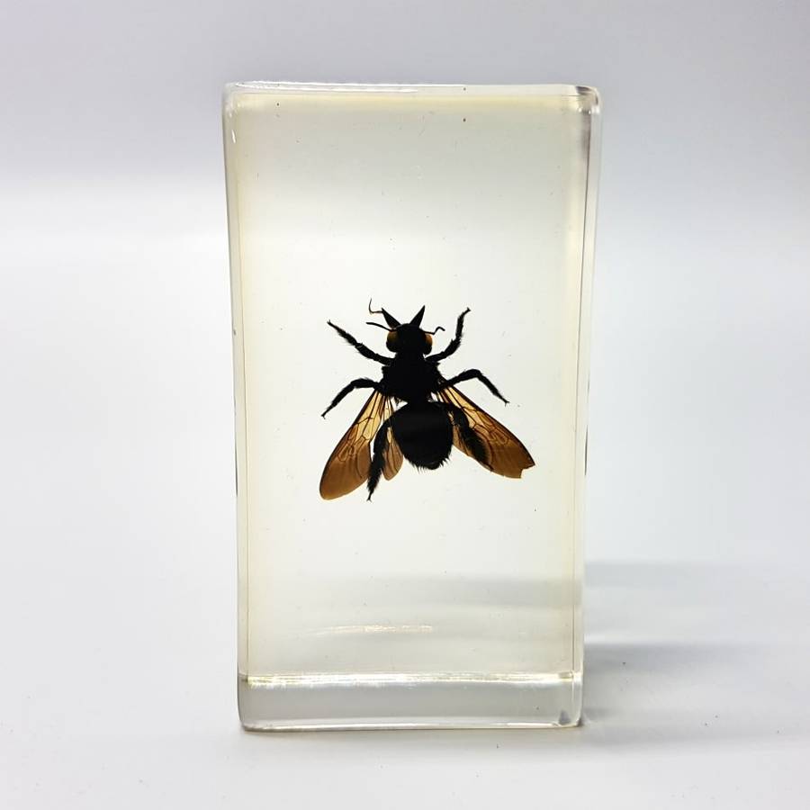 Original Pollen Basket Bee In Lucite Paperweight!!!