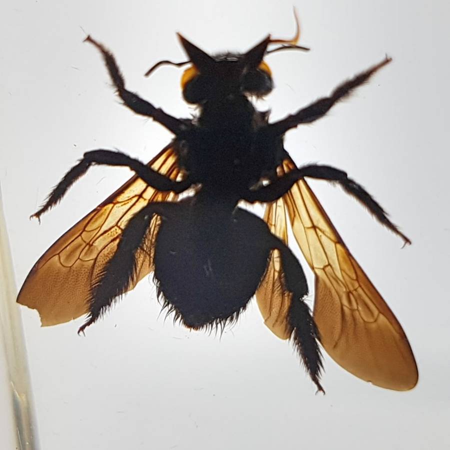 Original Pollen Basket Bee In Lucite Paperweight!!!