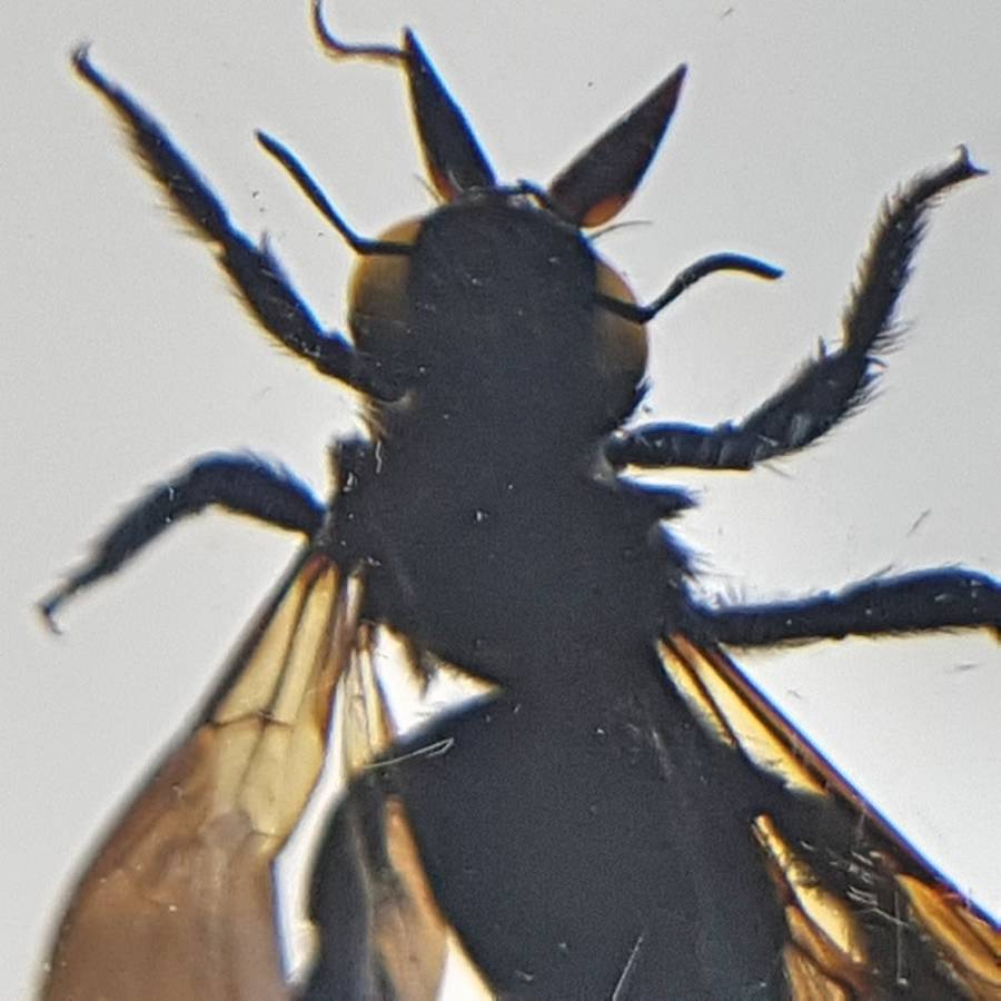Original Pollen Basket Bee In Lucite Paperweight!!!