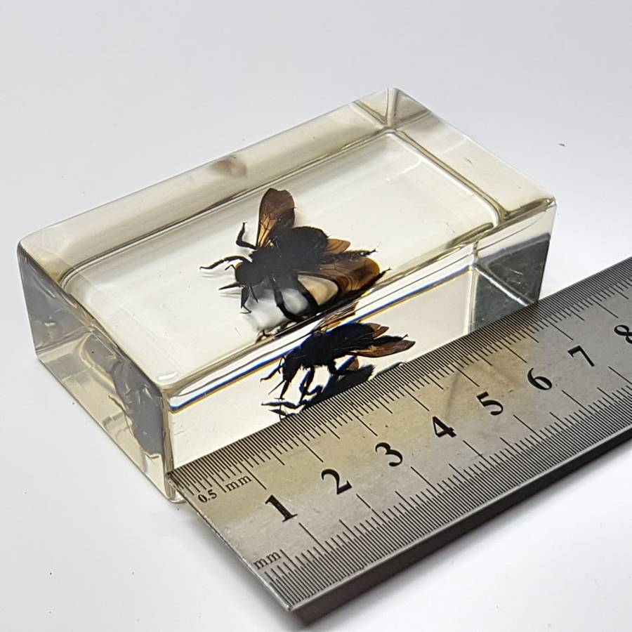 Original Pollen Basket Bee In Lucite Paperweight!!!
