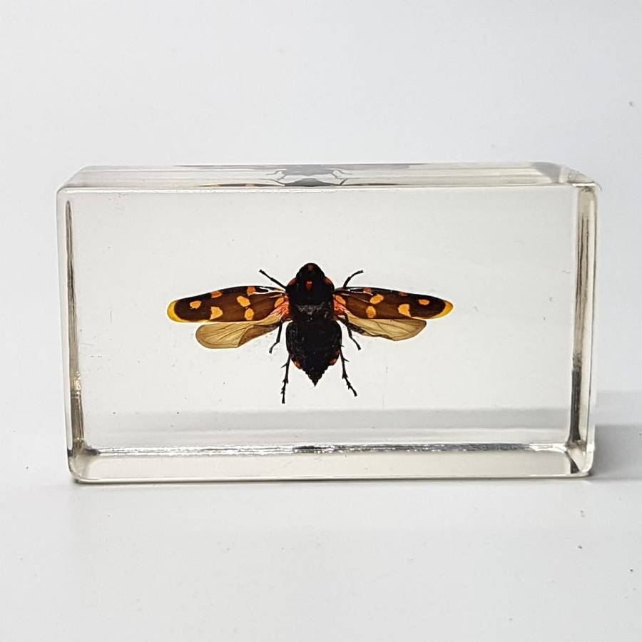 Original Giant Frog-hopper (Worldwide) In Lucite Paperweight!!!