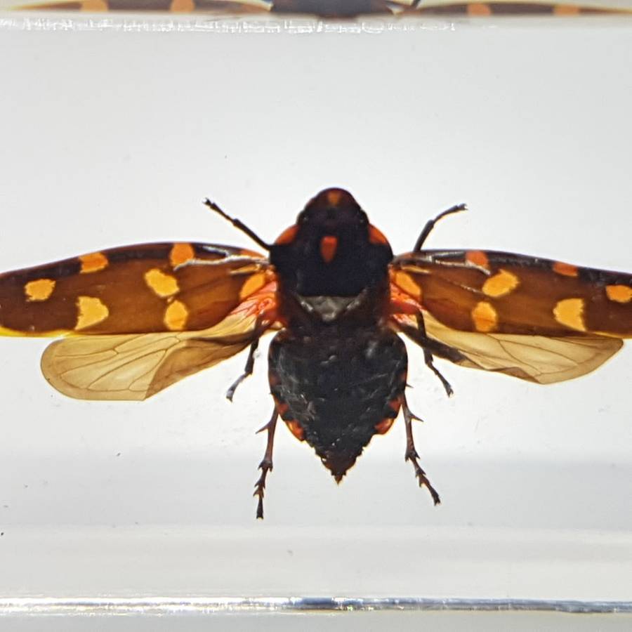 Original Giant Frog-hopper (Worldwide) In Lucite Paperweight!!!
