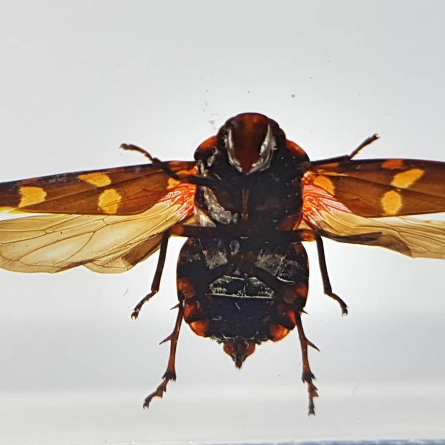 Original Giant Frog-hopper (Worldwide) In Lucite Paperweight!!!