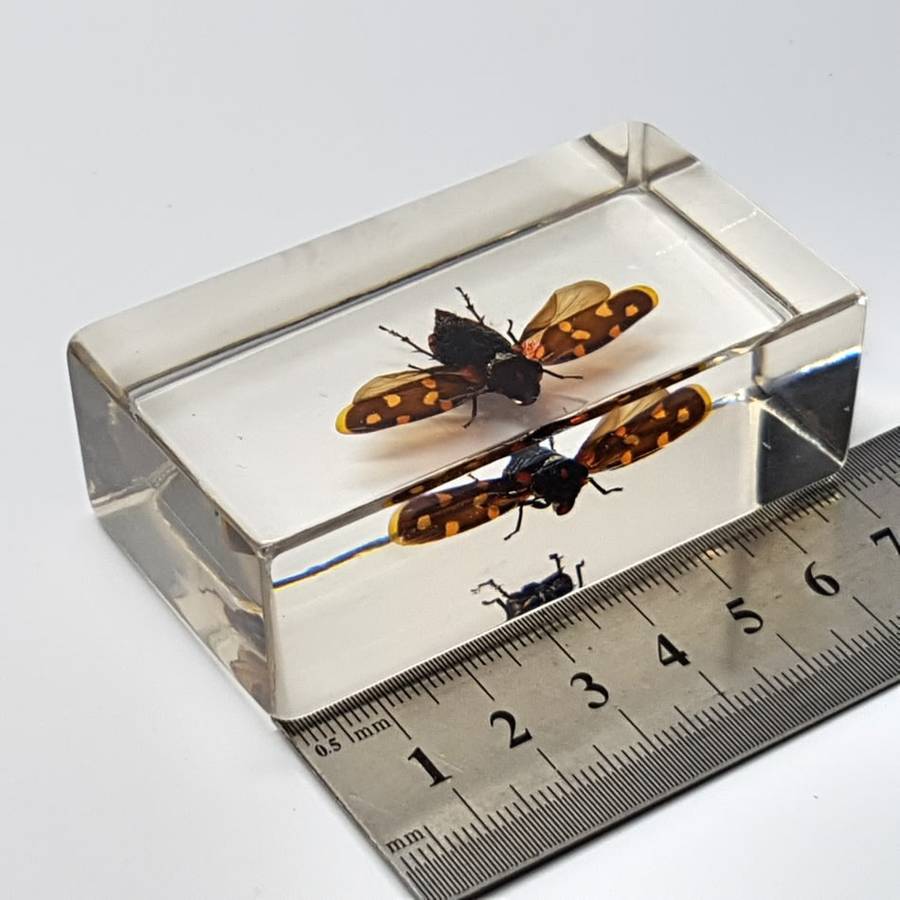 Original Giant Frog-hopper (Worldwide) In Lucite Paperweight!!!