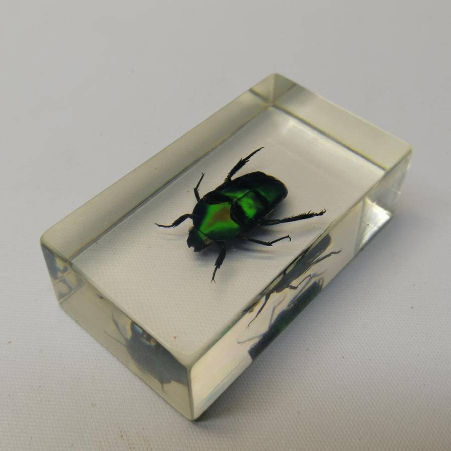 Oriental Flower Beetle In Lucite!!!