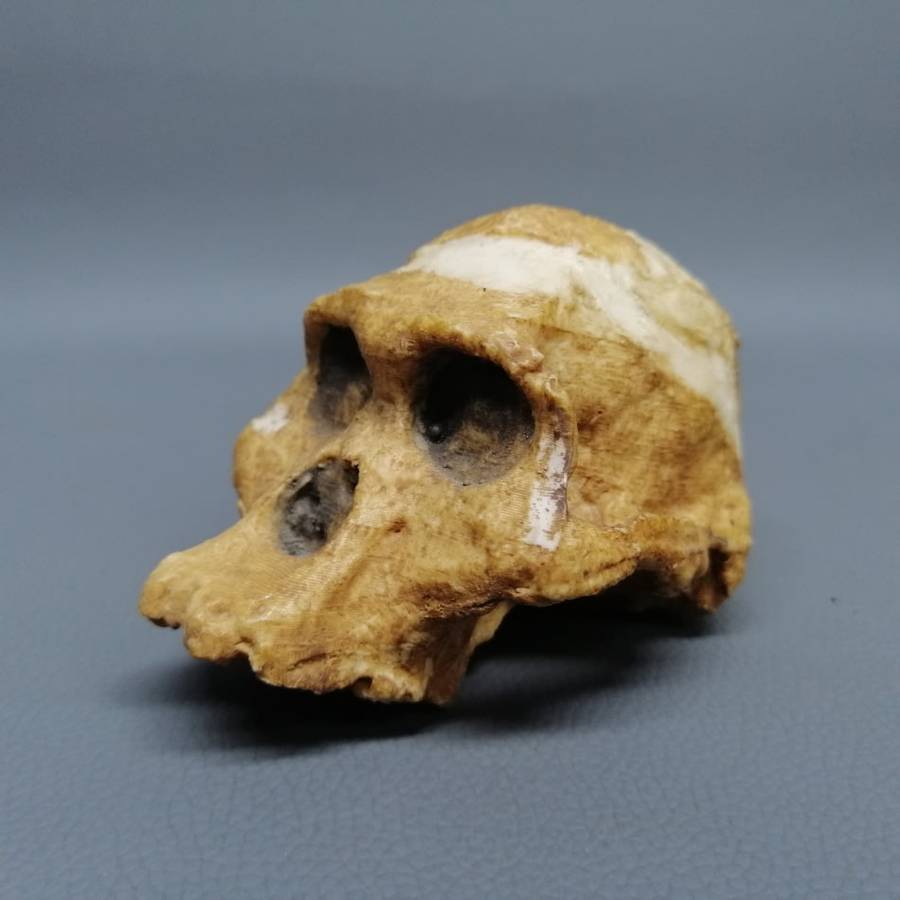 Detailed Cast Human Fossil Skull Paperweight!!!