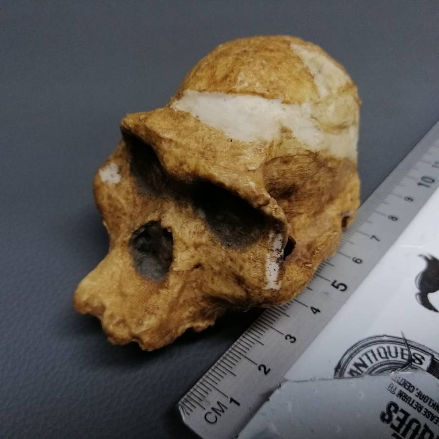Detailed Cast Human Fossil Skull Paperweight!!!
